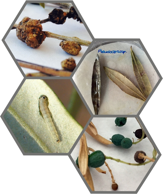 plagas y enfermedades olivar by Agroconsulting