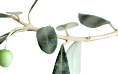 Parámetros bioquímicos esenciales para la nutrición del olivo