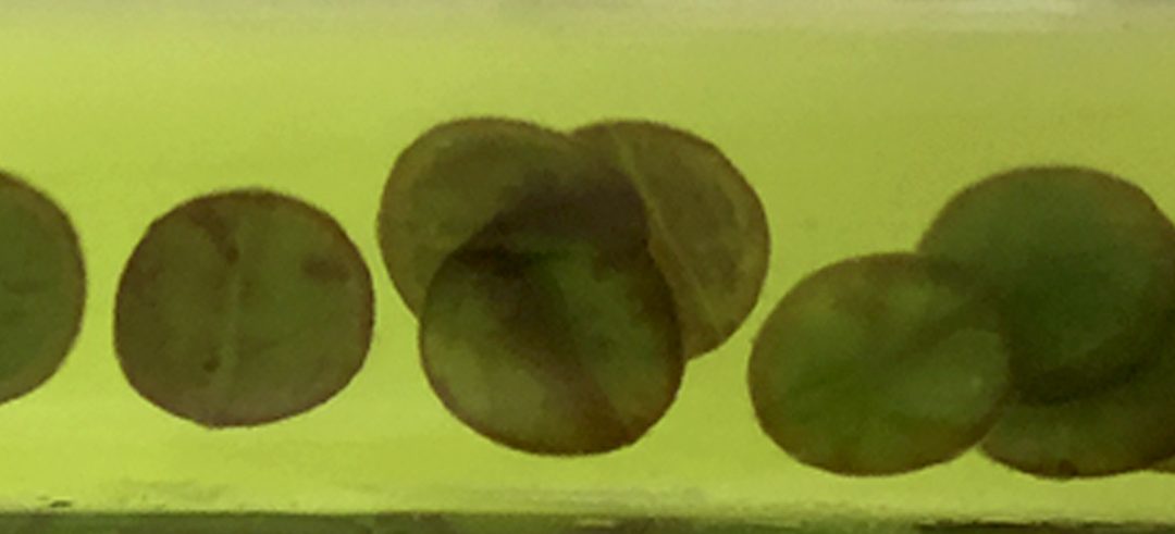 Parámetros bioquímicos relevantes en la nutrición del olivo