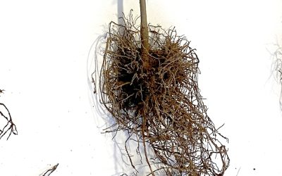 Bioestimulación del suelo del olivar