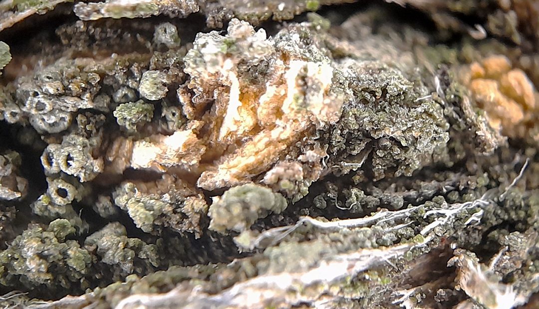 Hongos de madera en olivar