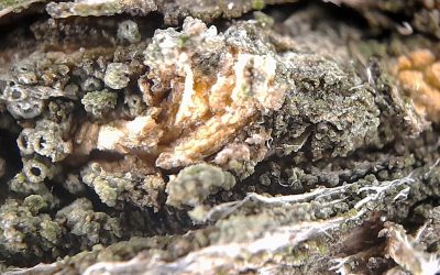 Hongos de madera en olivar