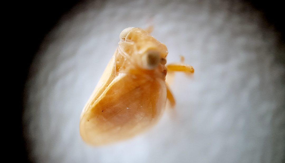 Barrillo del olivo (Hysteropterum grylloides)