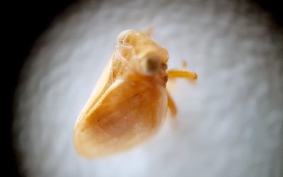 Barrillo del olivo (Hysteropterum grylloides)