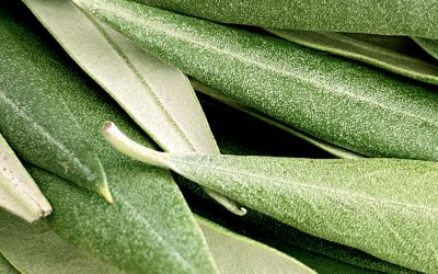 Deficiencias nutricionales en verano: causas, síntomas y estrategias