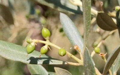 Desarrollo del fruto: el momento decisivo que marca la cosecha