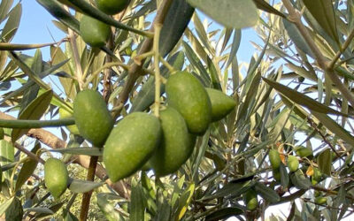 Endurecimiento del hueso: fase clave del desarrollo del fruto